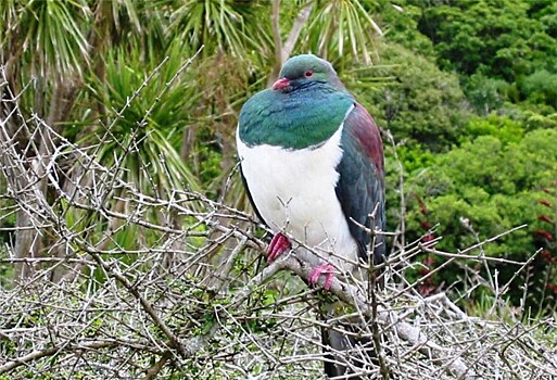В Новой Зеландии состоятся выборы птицы года