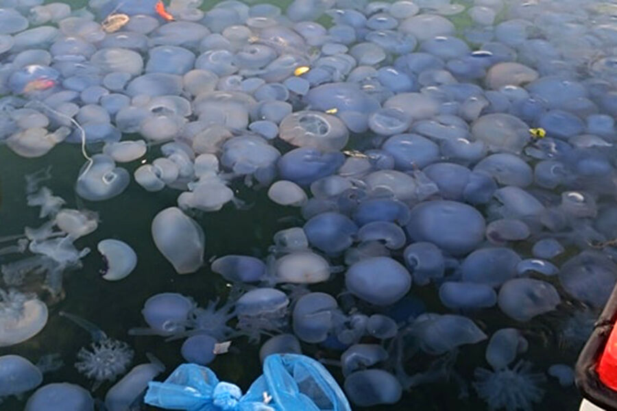 Ученые объяснили причины нашествия медуз в Анапе