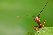 Сколько всего муравьев на планете и сколько они весят