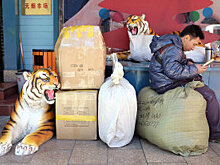 В России зафиксирован резкий рост поставок контрафактных товаров