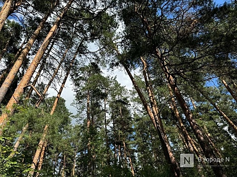 Бастрыкин заинтересовался массовой вырубкой деревьев в нижегородской деревне