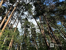 С нижегородского чиновника взыскали 1 млн рублей за 120 вырубленных сосен