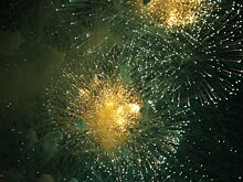 Петербург принял около 140 тысяч туристов на День города