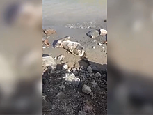 В Приморье показали видео со спасенным детенышем тюленя