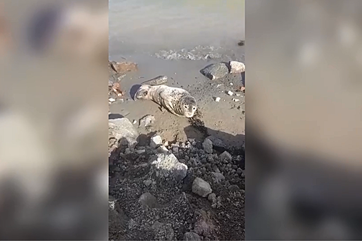 В Приморье показали видео со спасенным детенышем тюленя