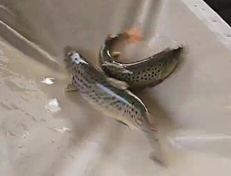 В 2026 году в реки Сочи выпустят 100 тысяч мальков лосося