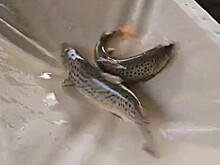 В 2026 году в реки Сочи выпустят 100 тысяч мальков лосося