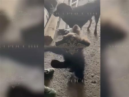 Полицейские нашли медвежонка в частном доме под Самарой