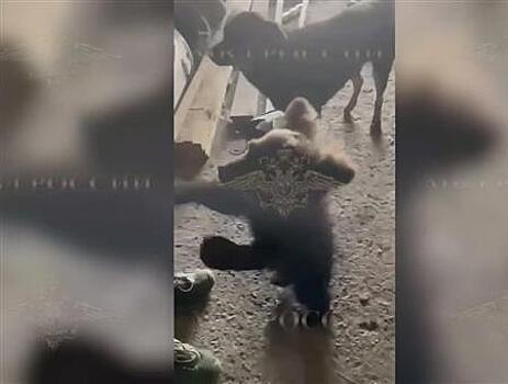 Медвежонка нашли в подвале дома в Самарской области