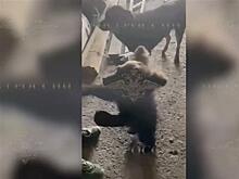 Медвежонка нашли в подвале дома в Самарской области