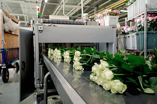 «Россети» обеспечили мощностью развитие одного из крупнейших розариев России