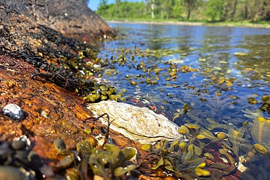 Тихоокеанские устрицы могут заселить Балтийское море
