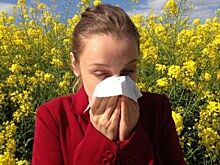 Нос по ветру. От чего мучаются самарские аллергики
