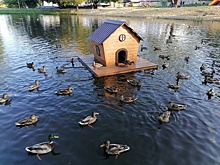 Утки начали осваивать центр Калуги