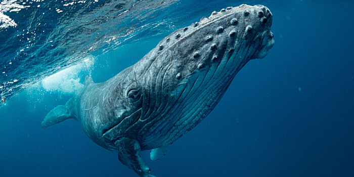 Рекордное за последние годы число горбатых китов зафиксировали на Чукотке