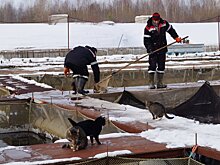 В Прикамье под угрозой закрытия оказалась единственная осетровая ферма