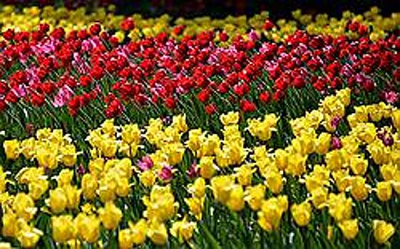 Флаги России и Самарской области «зацветут» на площади Славы в Самаре