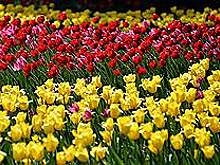 Флаги России и Самарской области «зацветут» на площади Славы в Самаре