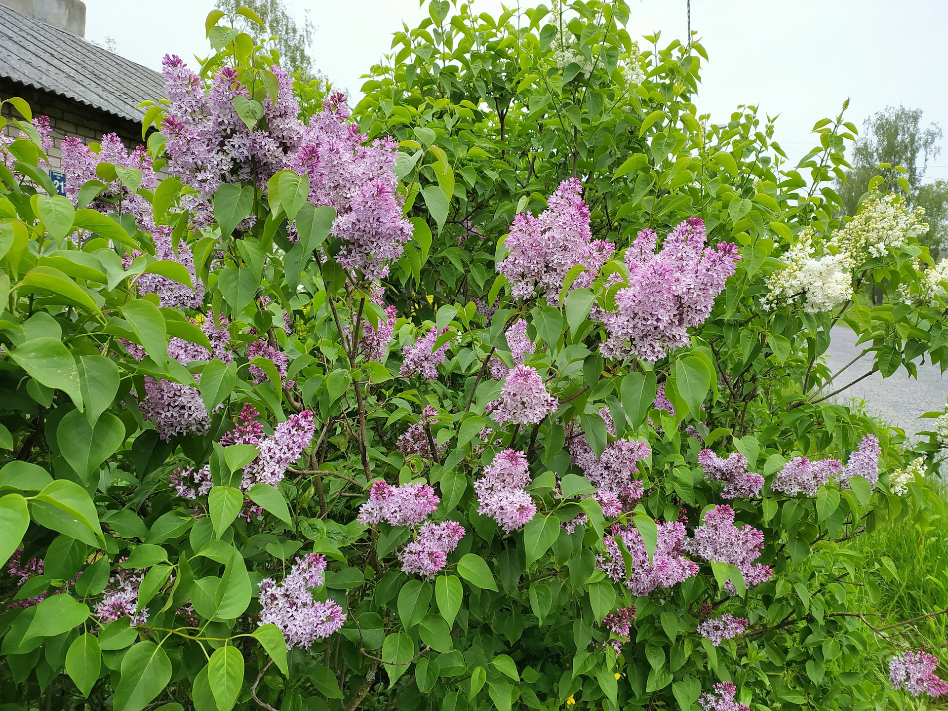 Москвичей предупредили о штрафе за одно действие на городских аллеях