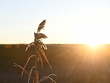 В Волгоградской области поддерживают развитие селекционного семеноводства