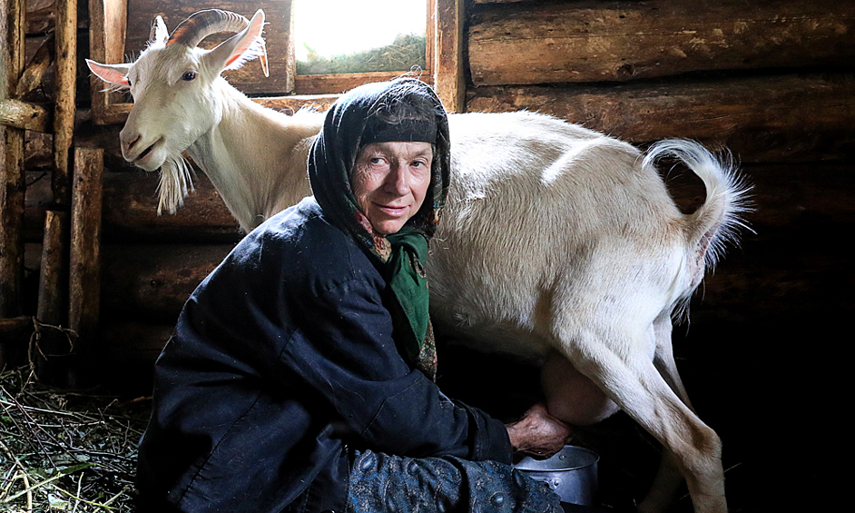 Сибирская отшельница из семьи староверов Агафья Лыкова доит козу в сарае в верховьях Большого Абакана, 2019 год