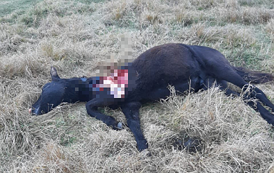 В Мазановском районе амурский тигр убил жеребёнка на самовыпасе