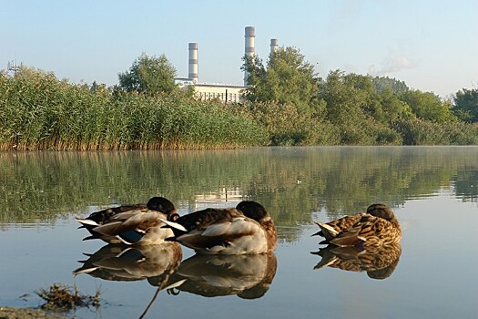 Сезон охоты на водоплавающую дичь открывается на Кубани с 27 сентября