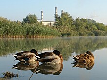 Сезон охоты на водоплавающую дичь открывается на Кубани с 27 сентября