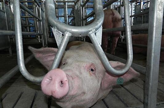 Свиньи сожжены – деньги выплатить: правительство Приморья попало в «ящурный» капкан