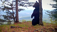 Танцующий медведь попал на видео в заповеднике