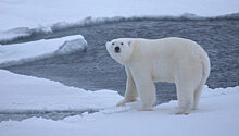 Белые медведи взяли в осаду полярную метеостанцию