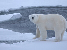 Белые медведи взяли в осаду полярную метеостанцию