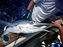 Рыбак-любитель 45 минут сражался с огромной меч-рыбой и накормил 70 человек