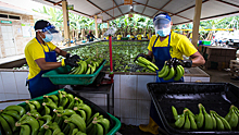 В Эквадоре нашли пути сбыта не проданных России бананов