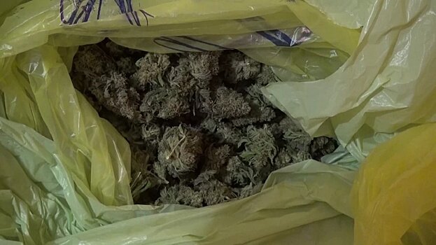 В Московской области сотрудники полиции задержали подозреваемых в попытке сбыта около 12 кг марихуаны