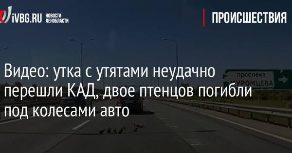 Утка в автомобиль