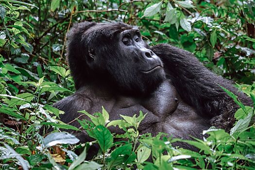 Гид по Уганде: как организовать поездку, что посмотреть, как увидеть горилл и шимпанзе