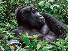 Гид по Уганде: как организовать поездку, что посмотреть, как увидеть горилл и шимпанзе