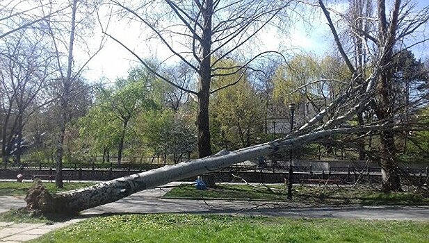 Вердикт вынесен: сколько деревьев срубят в центре Симферополе