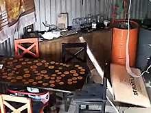 Бродячий кот разгромил магазин и попал на видео