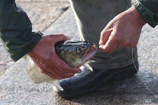 Росрыболовство: Сети и взрывчатка для рыбалки уже запрещены