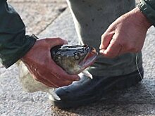 Росрыболовство: Сети и взрывчатка для рыбалки уже запрещены