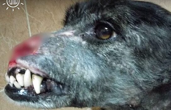 Откусили полмордочки: в Полевском собаке сделали пересадку кожи