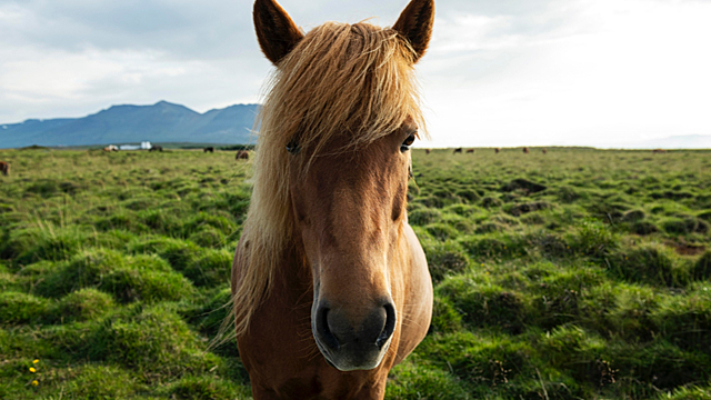 Китайский гороскоп для Лошади на 2026 год от нашего астролога Марианны Басс