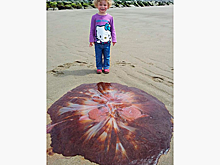 Пятилетняя девочка гуляла по пляжу и нашла самую крупную ядовитую медузу в мире