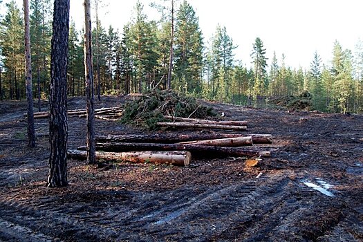 Алтайским ленточным борам присвоен особый статус