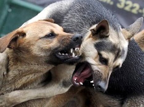 В Уфе жители частного сектора жалуются на нападения бродячих собак
