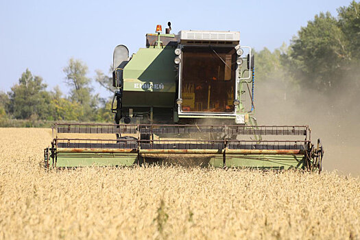 Оренбургская твердая пшеница вошла в число лучших в мире
