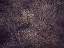 Фото: победители конкурса "Садовый фотограф года"