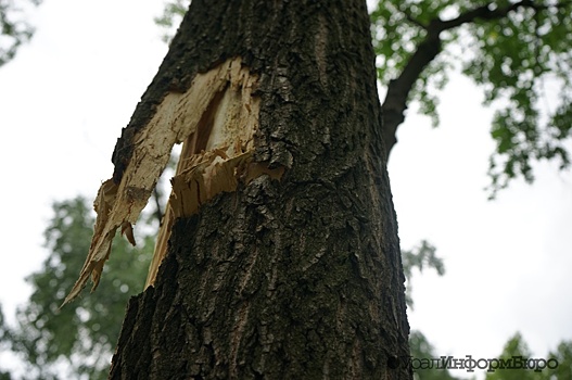 За искорежившее машину дерево заплатят власти